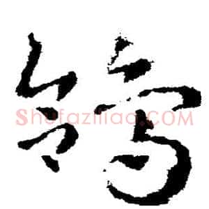 鸽
