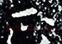 正字王羲之毛笔小楷写法,摘自王羲之毛笔小楷作品