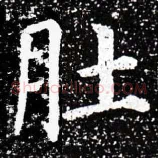 肚