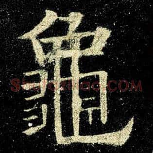龟