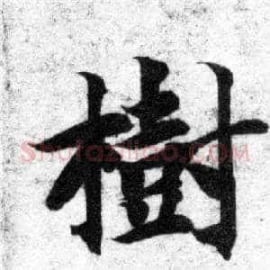 樹