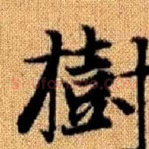 樹