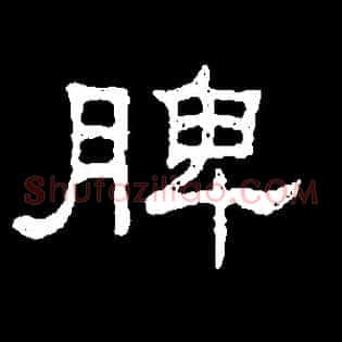 脾