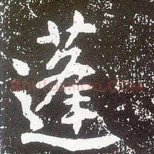 蓬