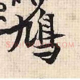 鸠