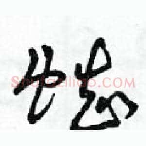 蜘