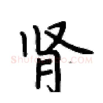 肾硬笔楷书写法,摘自卢中南硬笔书法字帖