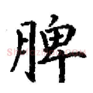 脾