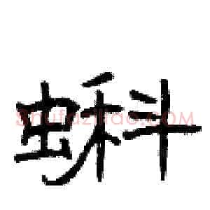 蝌