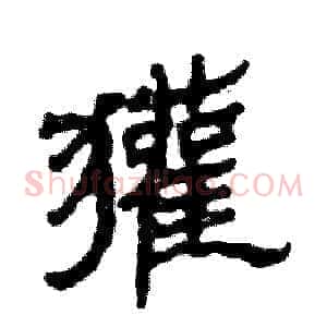 獾