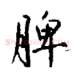 脾