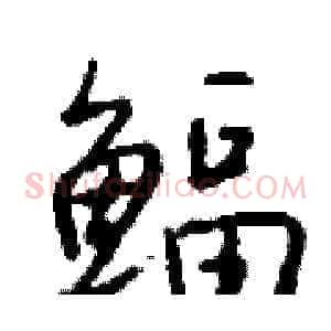 鲾