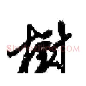 樹
