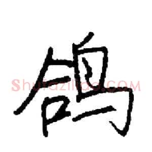 鸽