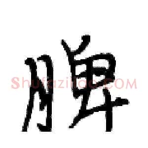 脾
