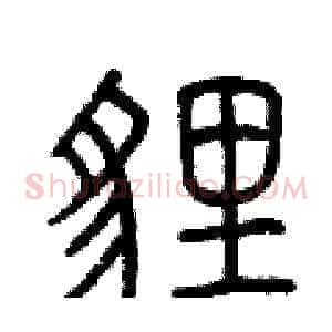 貍