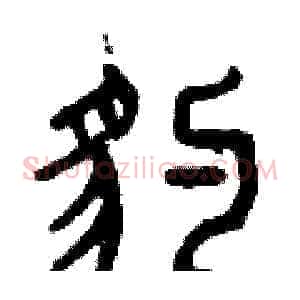 豹